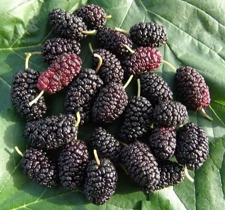 Mirasole