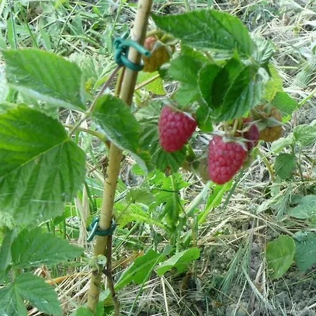 Mirasole * Predappio