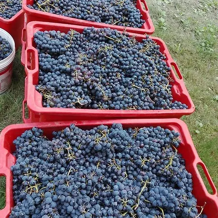 Farmház Mirasole *