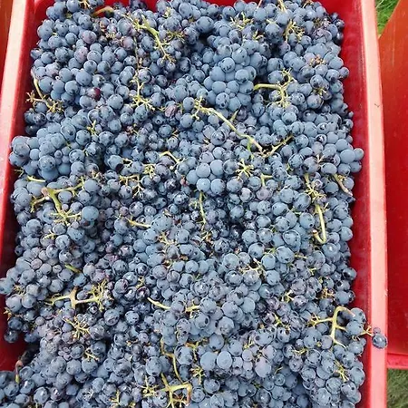 Mirasole