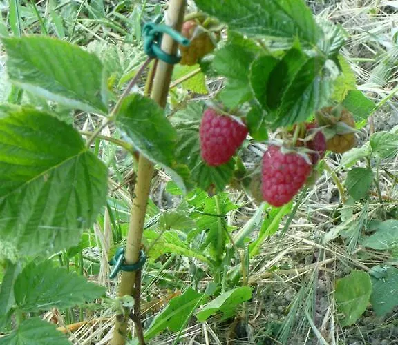 Mirasole * Predappio