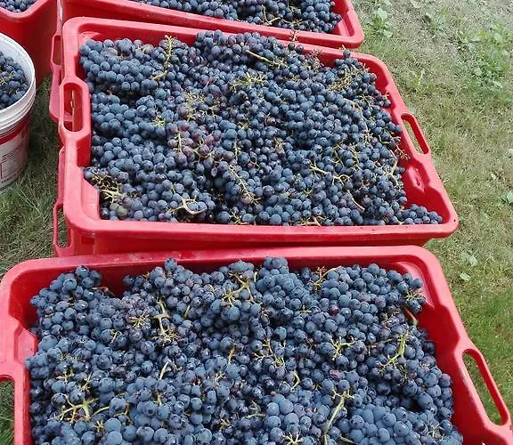 Farm stay Mirasole *